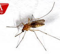 Ультразвуковой отпугиватель комаров - Ваш спокойный сон